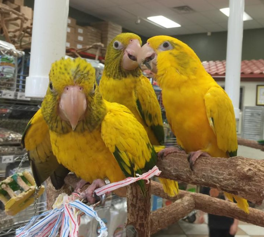 Conures for Sale