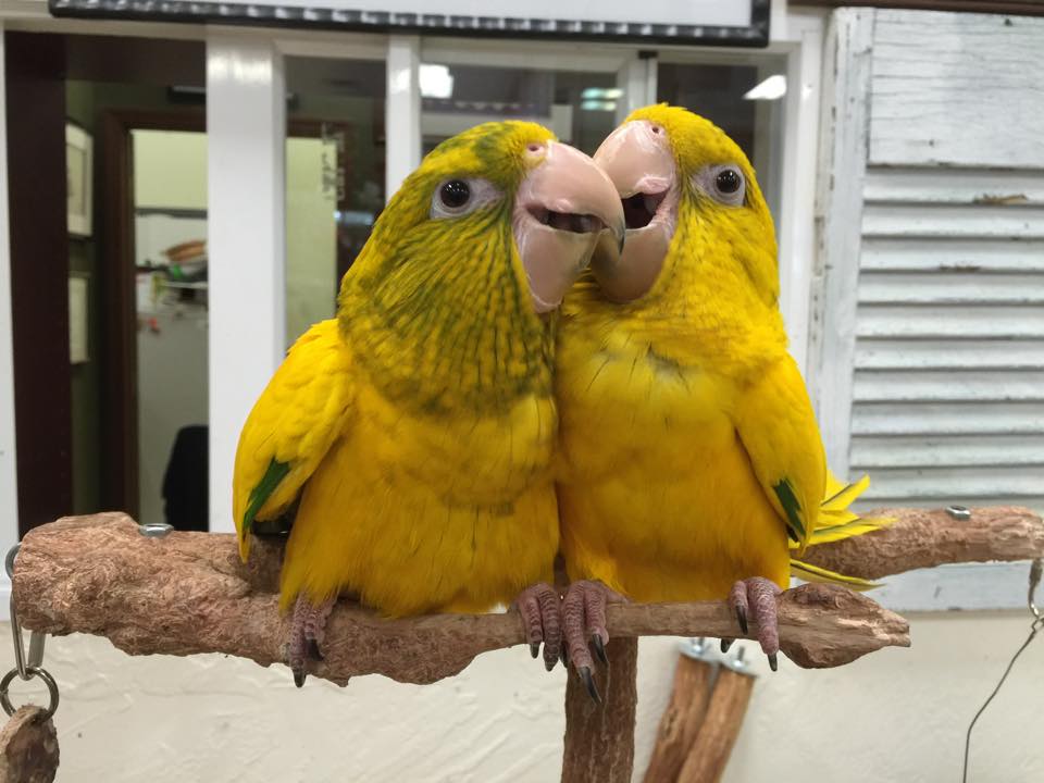 Golden Conures for Sale