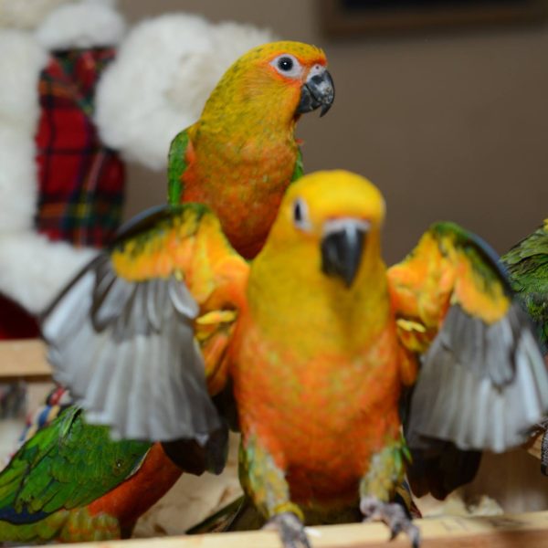 Jenday Conures for Sale