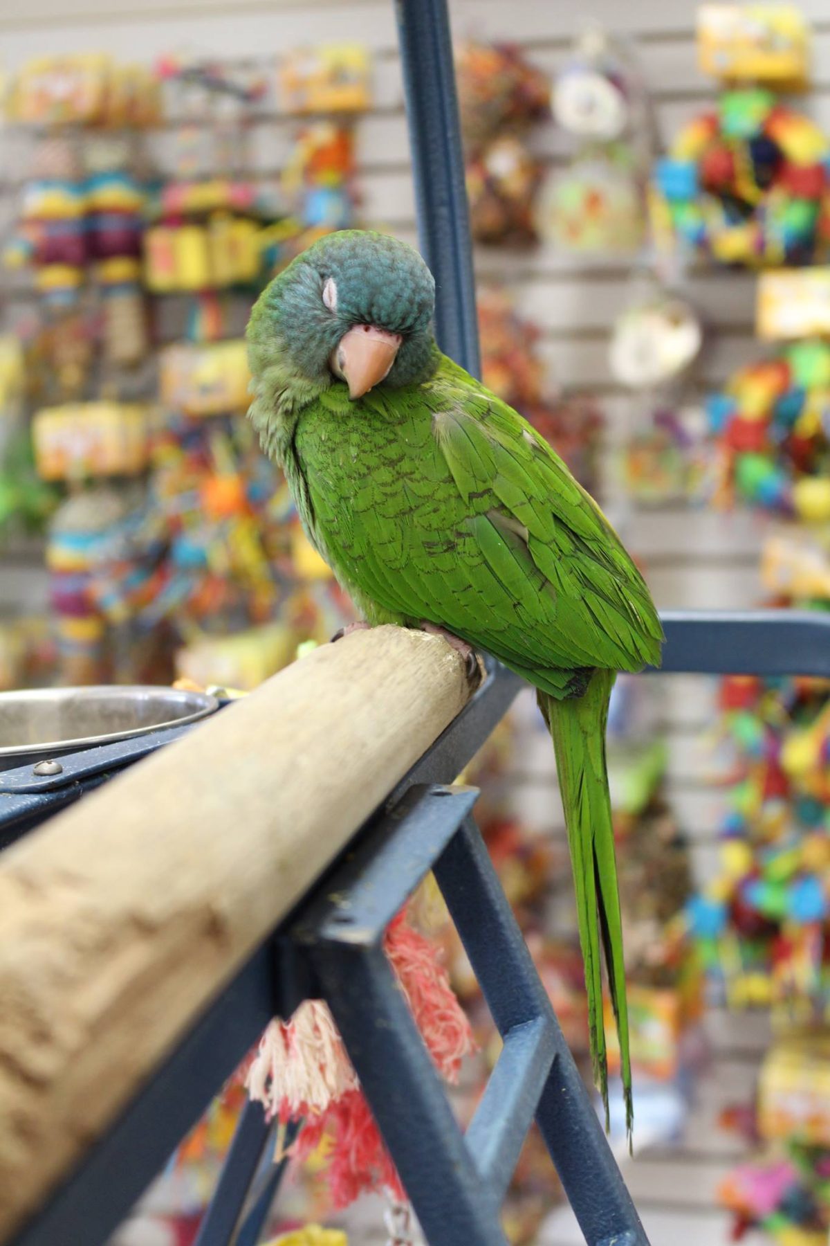 Blue Crown Conures for Sale