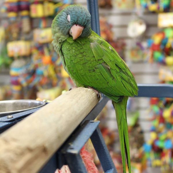 Blue Crown Conures for Sale