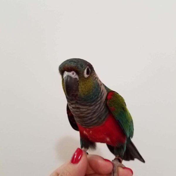 Crimson Bellied Conures for Sale