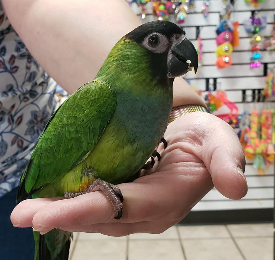 Nanday Conures for Sale