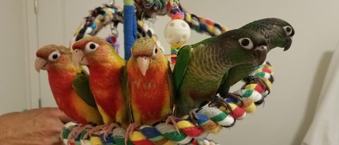 Conures parrots