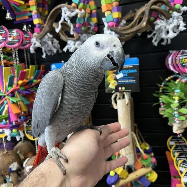 African Grey Congo Parrots for Sale