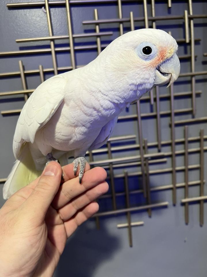 Goffin Cockatoos for Sale