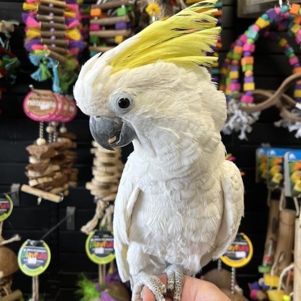 Triton Cockatoos for Sale