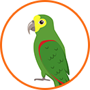 Amazon Parrot for sale