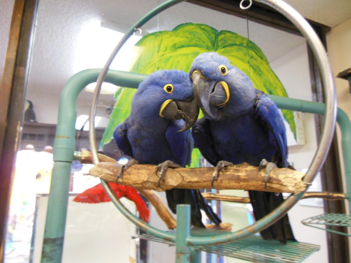 Hyacinth Macaws for Sale