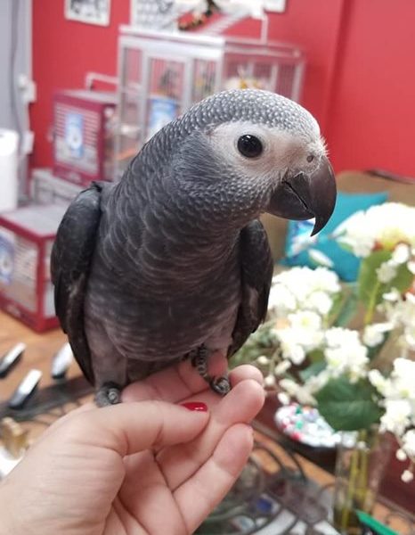 African Grey Timneh Parrots for Sale