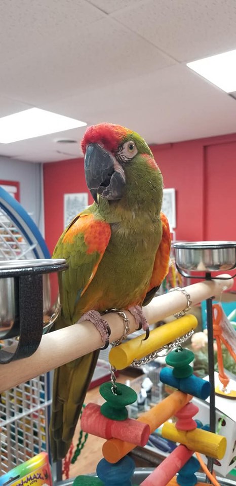 Red Front Macaws for Sale