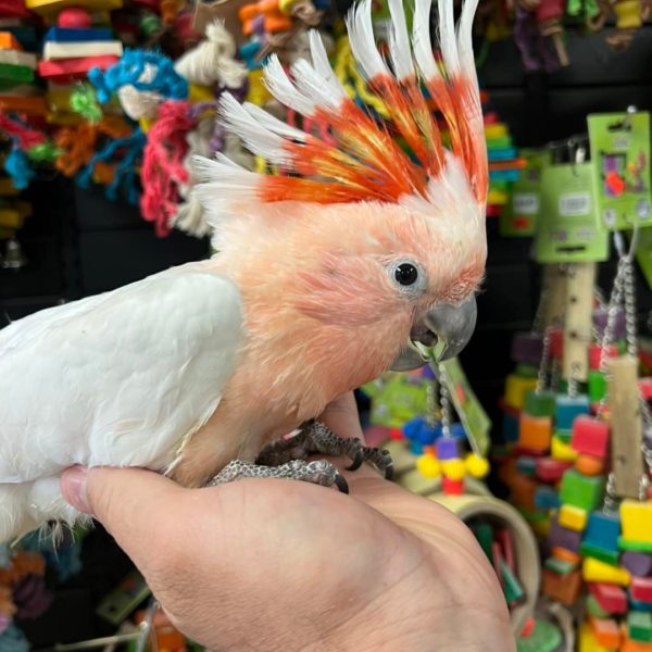 Major Mitchell Cockatoos for Sale