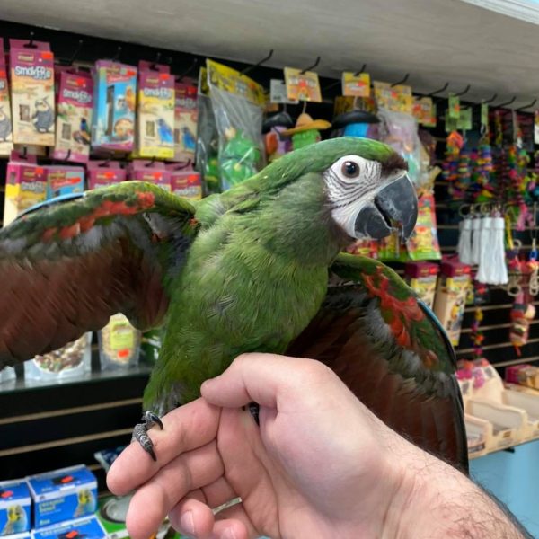 Severe Macaws for Sale