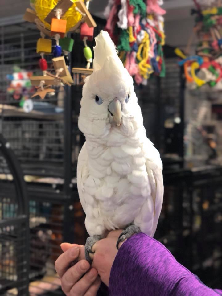 Ducorp Cockatoos for Sale