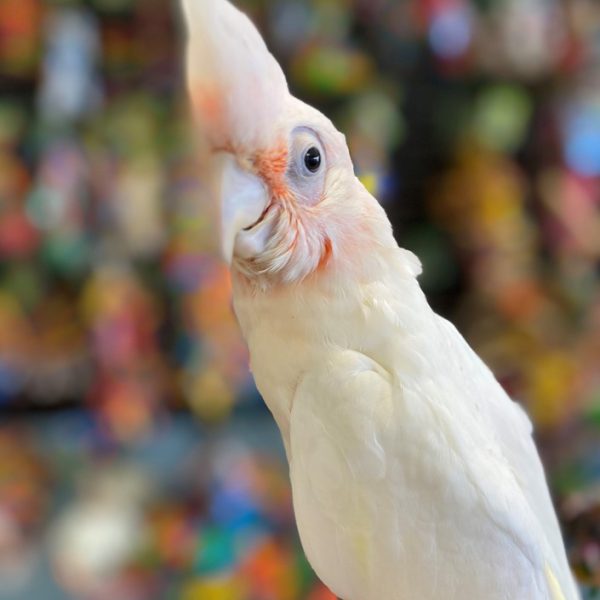 Bare Eyed Cockatoos for Sale