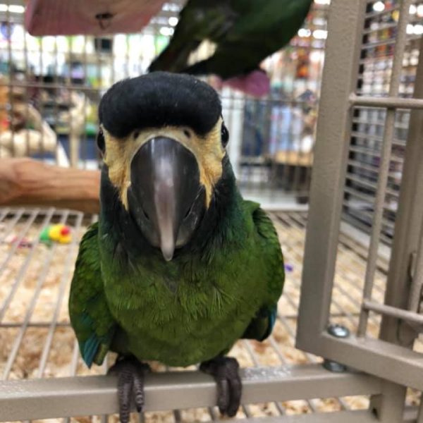 Yellow Collar Macaws for Sale