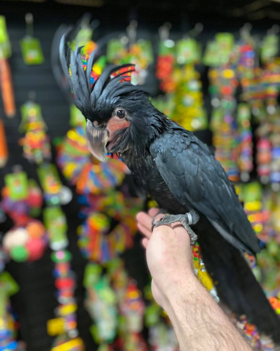 Black Palm Cockatoos for Sale