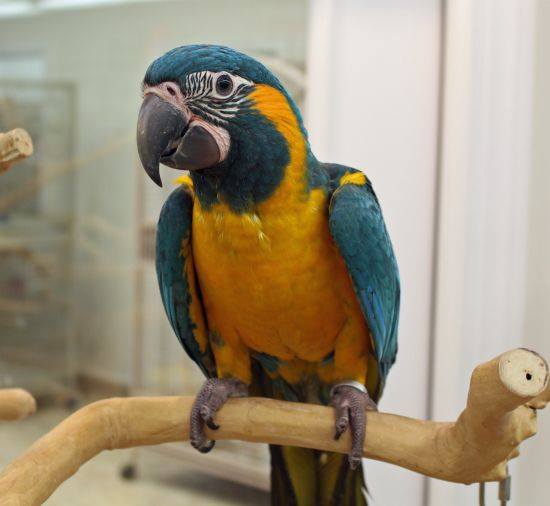 Blue Throated Macaws for sale
