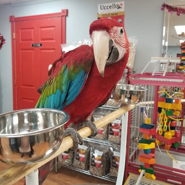 Green Wing Macaws for Sale