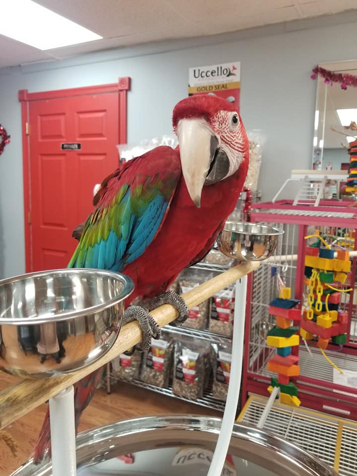Green Wing Macaws for Sale