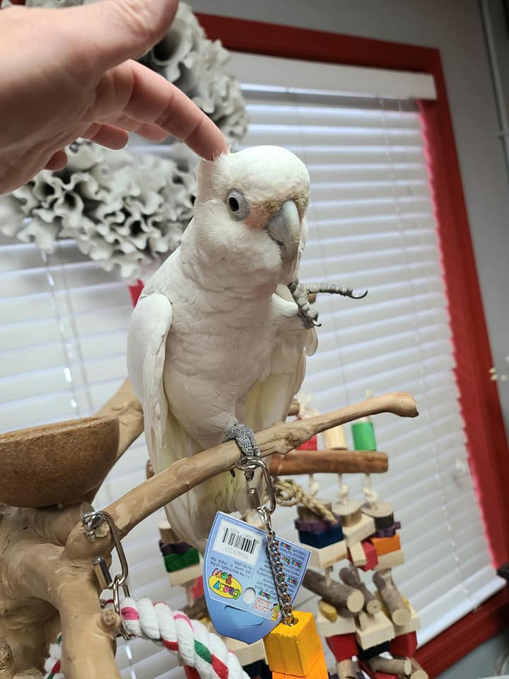 Goffin Cockatoos for Sale