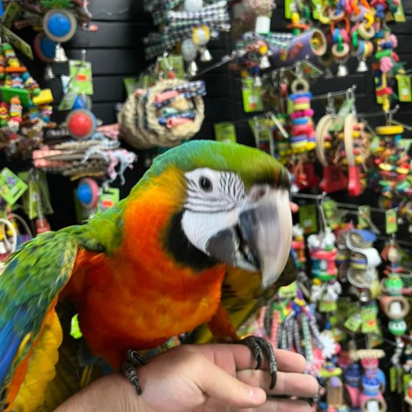 Catalina Macaw For Sale