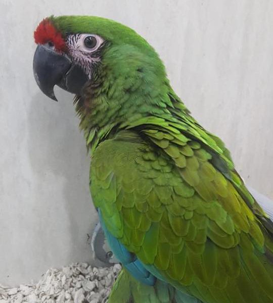 Red Front Macaws for Sale