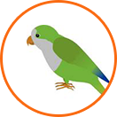 Quaker Parrot for Sale
